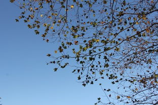 關(guān)于秋天的帶山名詩句