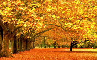 形容秋色好看的古詩(shī)句