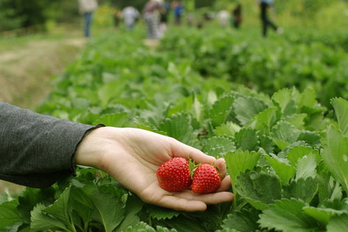 有關(guān)于草莓的詩句