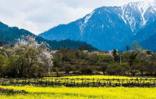 汪國真關(guān)于花的詩句