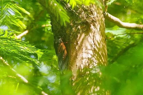 初中關(guān)于蟬的詩句古詩詞