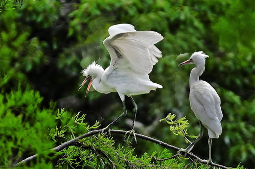 小學(xué)關(guān)于白鷺的詩(shī)句有哪些