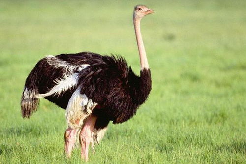 關(guān)于鴕鳥羽毛的優(yōu)美詩句英文