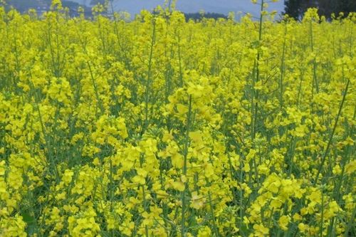 關(guān)于菜花的古詩(shī)句