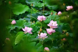 關(guān)于荷花的詩句何田田