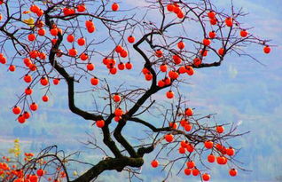 描寫秋天荷花的詩句古詩大全,描寫秋天景色的詩句古詩大全,二年級描寫秋天的詩句古詩大全