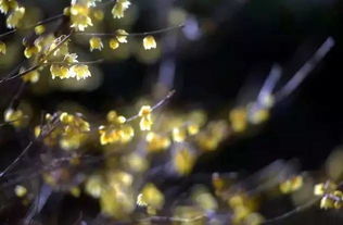 暖意,詩(shī)句,春風(fēng)