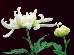 關于菊柳的詩句古詩