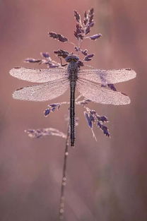 關(guān)于夏日蜻蜓的詩句