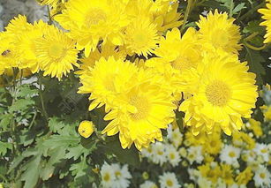 詩(shī)句,菊花,有哪些