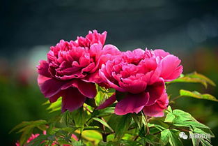 關于牡丹的情詩句古詩