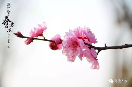 有關(guān)于春花的浪漫的詩句