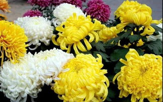 一首關(guān)于菊花的詩句