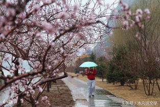 勵(lì)志的詩句古詩詞,關(guān)于揚(yáng)州的詩句古詩詞,油菜花的詩句古詩詞