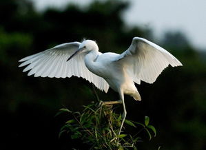 關(guān)于贊揚(yáng)白鷺的詩(shī)句大全