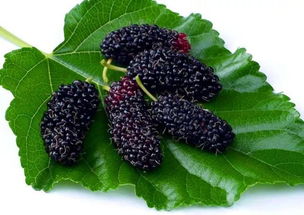 關(guān)于采摘桑葚的詩句