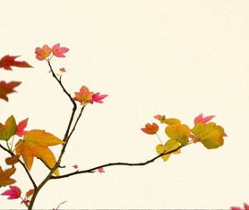 古詩,詩句,描寫,秋聲