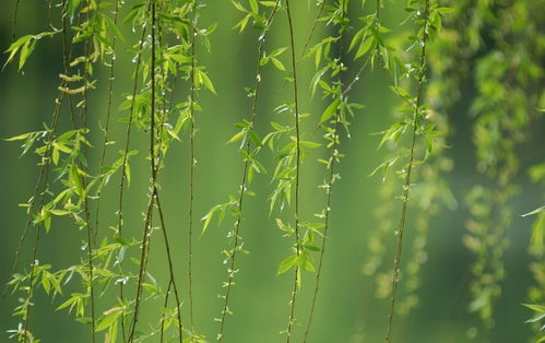 關(guān)于2月詩句