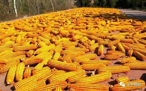 有關(guān)秋天豐收的古詩句