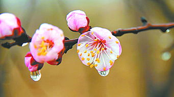 描寫杏花花的詩句古詩,關(guān)于杏花的詩句古詩,贊美杏花的詩句古詩