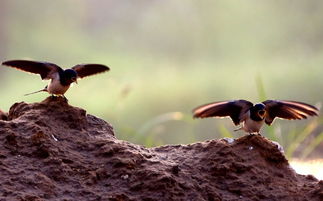 關(guān)于燕子母愛的詩句