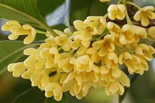 關(guān)于含桂花的詩句有哪些