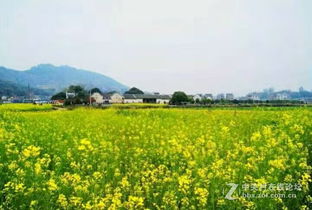 關(guān)于春天田園風(fēng)景的詩句大全