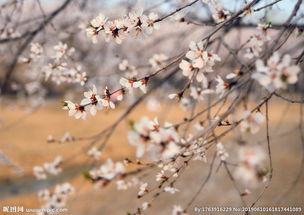 關(guān)于桃花憂傷的詩句古詩詞