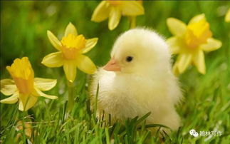 動物的古詩句有哪些