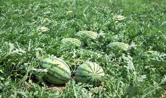 關(guān)于描寫西瓜田的詩句