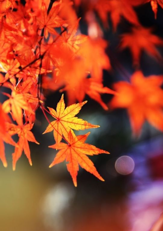 關于楓葉寓意的詩句古詩詞