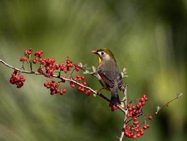 關(guān)于鳥且讓人保護(hù)鳥的詩句