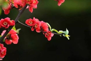 關(guān)于春天花盛開的詩句