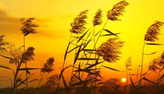 關(guān)于古典夕陽和秋天的詩句