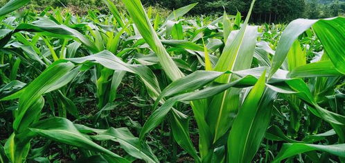 關(guān)于三四月份農(nóng)忙的詩(shī)句