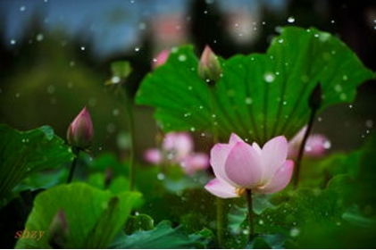 描寫秋天下雨的詩句古詩唯美,描寫夏天下雨的詩句古詩,描寫春天下雨的詩句古詩