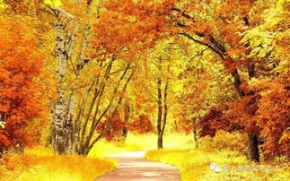 關(guān)于秋天楓樹的詩句