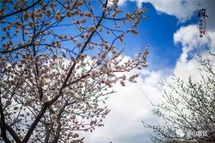 古詩(shī),詩(shī)句,描寫