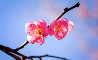 贊美梅花的古詩(shī)句都有哪些,贊美梅花的古詩(shī)句大全,描寫梅花傲骨的古詩(shī)