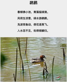 有什么,詩句,描寫