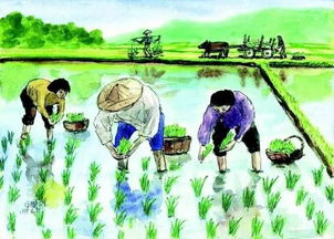 稻花香古詩(shī)句子