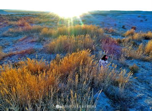 玉門關(guān)的詩句古詩詞