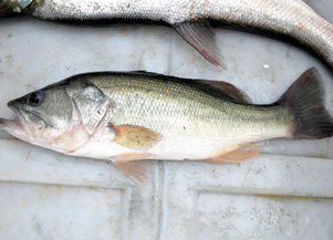 關(guān)于鱸魚的美食詩句