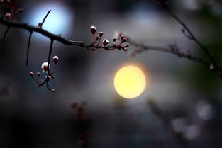 關(guān)于花的詩句帶作者