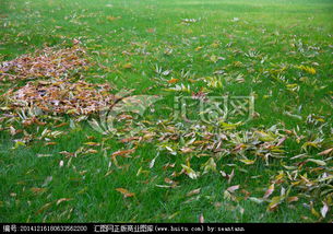 關(guān)于青黃葉的詩句