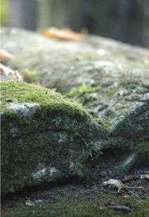 帶有蒼苔的古詩(shī)句