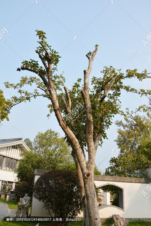 關(guān)于庭院桂花的詩句