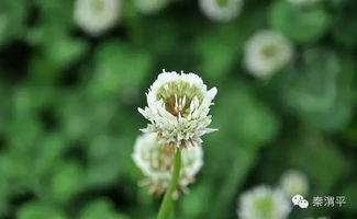 春分關(guān)于花的詩句