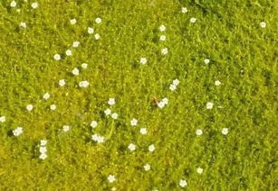 跟古詩苔類似的詩句