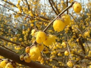 關(guān)于吟詠花木的詩句和象征